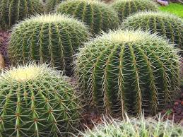 cactus是什么意思