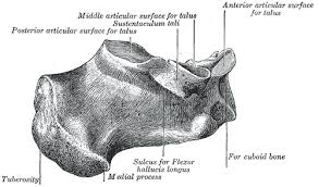 calcaneus是什么意思