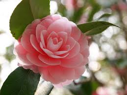 camellia是什么意思
