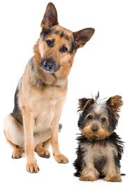 canine是什么意思