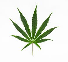 cannabis是什么意思