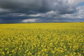 canola是什么意思