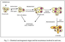 carcinogenesis是什么意思
