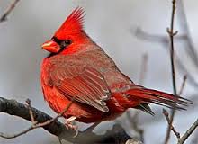 cardinal是什么意思
