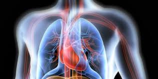 cardiopulmonary是什么意思