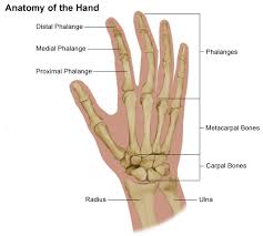 carpal是什么意思