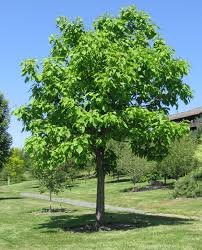catalpa是什么意思