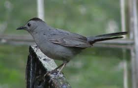 catbird是什么意思