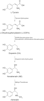 catecholamine是什么意思