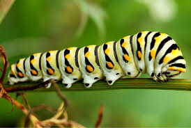 caterpillar是什么意思
