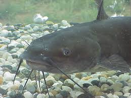 catfish是什么意思