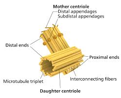 centriole是什么意思