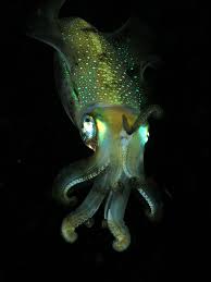 cephalopod是什么意思