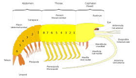 cephalothorax是什么意思