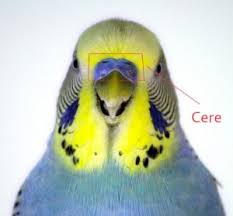 cere是什么意思
