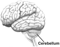 cerebellum是什么意思