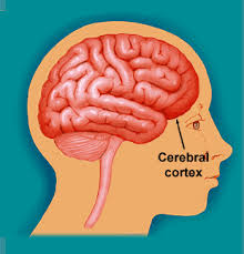 cerebral是什么意思