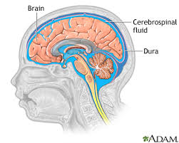 cerebrospinal是什么意思