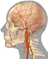 cerebrovascular是什么意思
