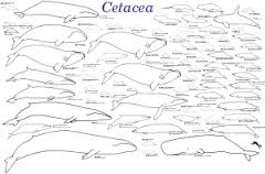 cetacean是什么意思