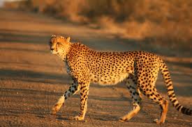 cheetah是什么意思