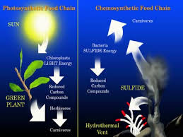 chemosynthesis是什么意思