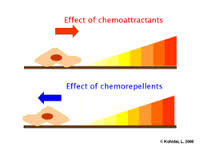 chemotaxis是什么意思