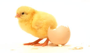 chick是什么意思