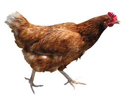 chicken是什么意思