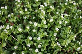chickweed是什么意思