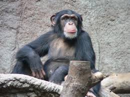 chimp是什么意思