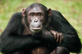 chimpanzee是什么意思