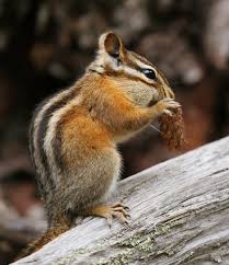 chipmunk是什么意思