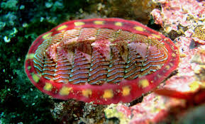 chiton是什么意思