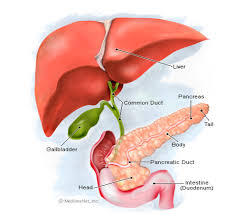 cholecyst是什么意思