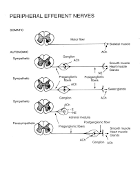 cholinergic是什么意思