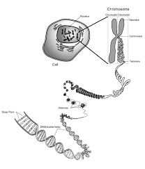 chromosome是什么意思