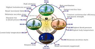 chronobiologist是什么意思