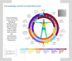 chronobiology是什么意思
