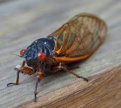 cicada是什么意思