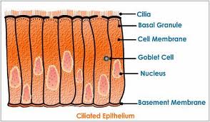 ciliated是什么意思