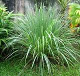 citronella是什么意思