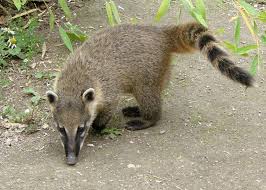 coati是什么意思