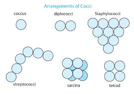 cocci是什么意思