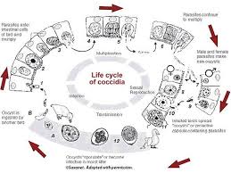 coccidiosis是什么意思