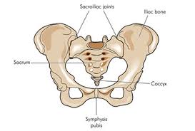 coccyx是什么意思