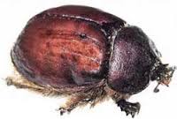 cochineal是什么意思