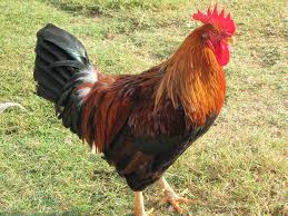 cock是什么意思