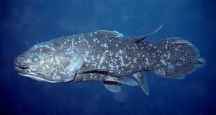 coelacanth是什么意思