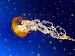 coelenterate是什么意思